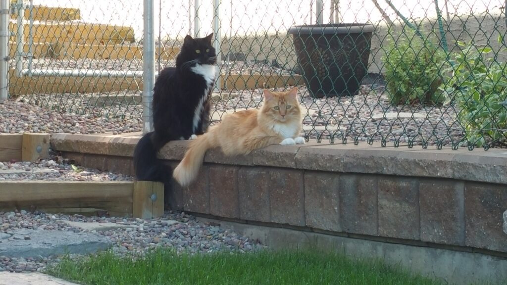 Our office Animals, this is Marley (Black) and Steve (Orange) 